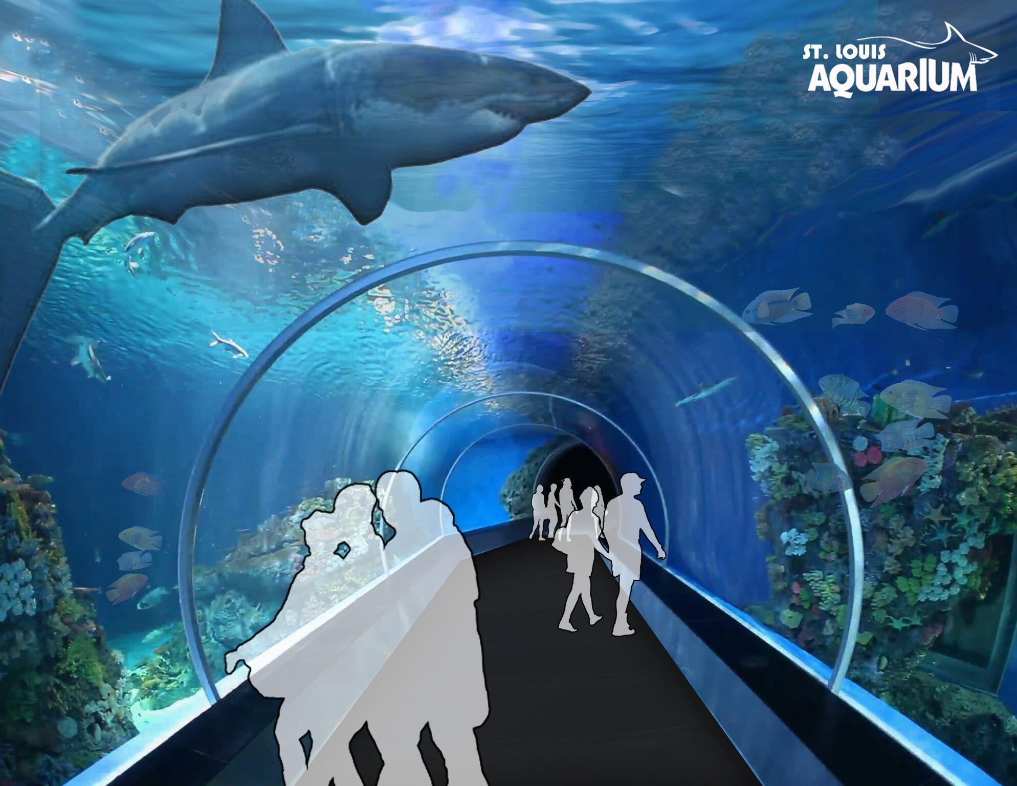 st louis aquarium shark bridge