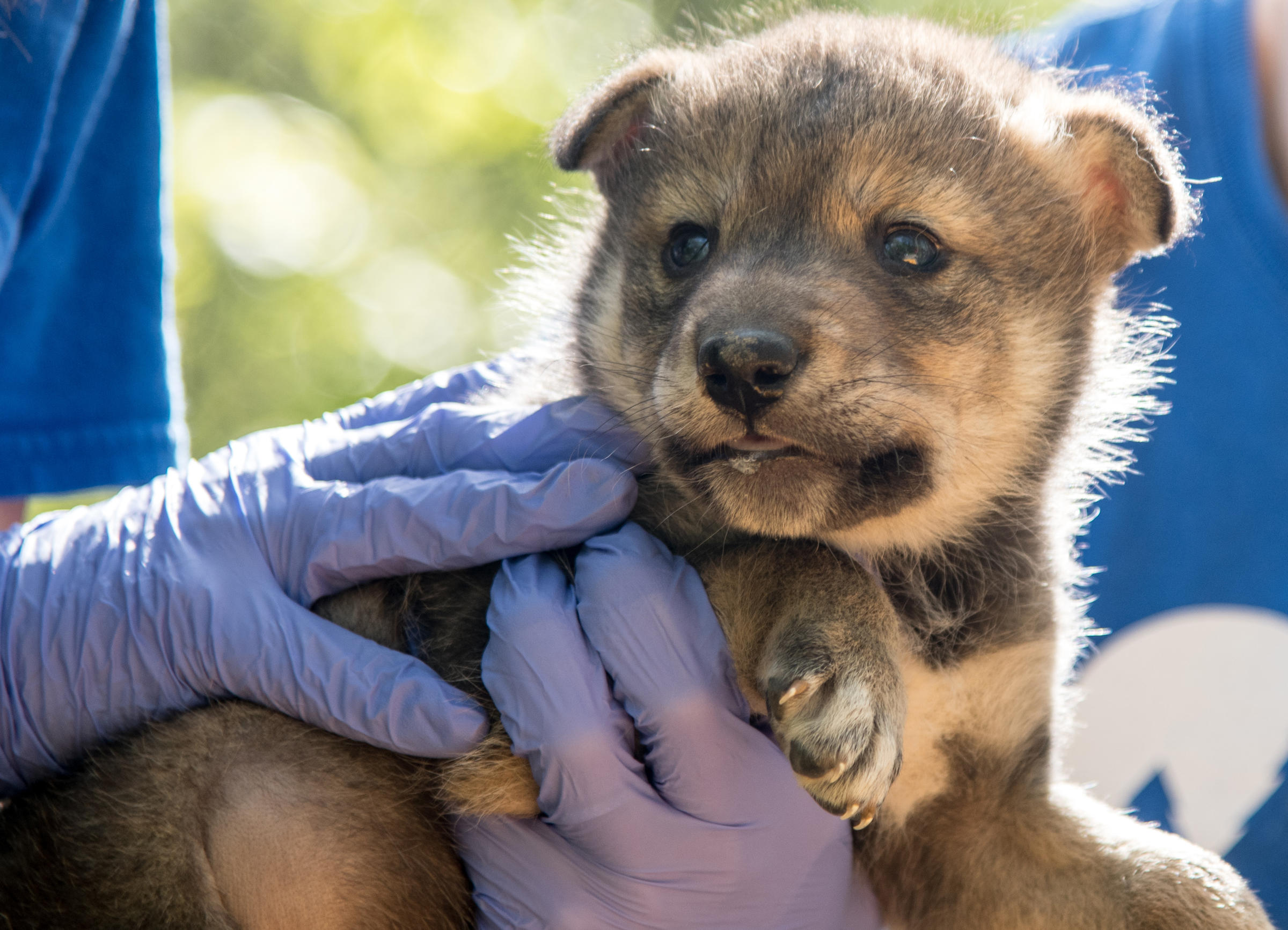 Scientists Breed First Endangered Mexican Gray Wolf From Frozen Semen