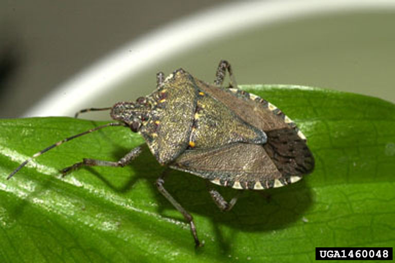 Invasive brown marmorated stink bugs found in Michigan | Michigan Radio