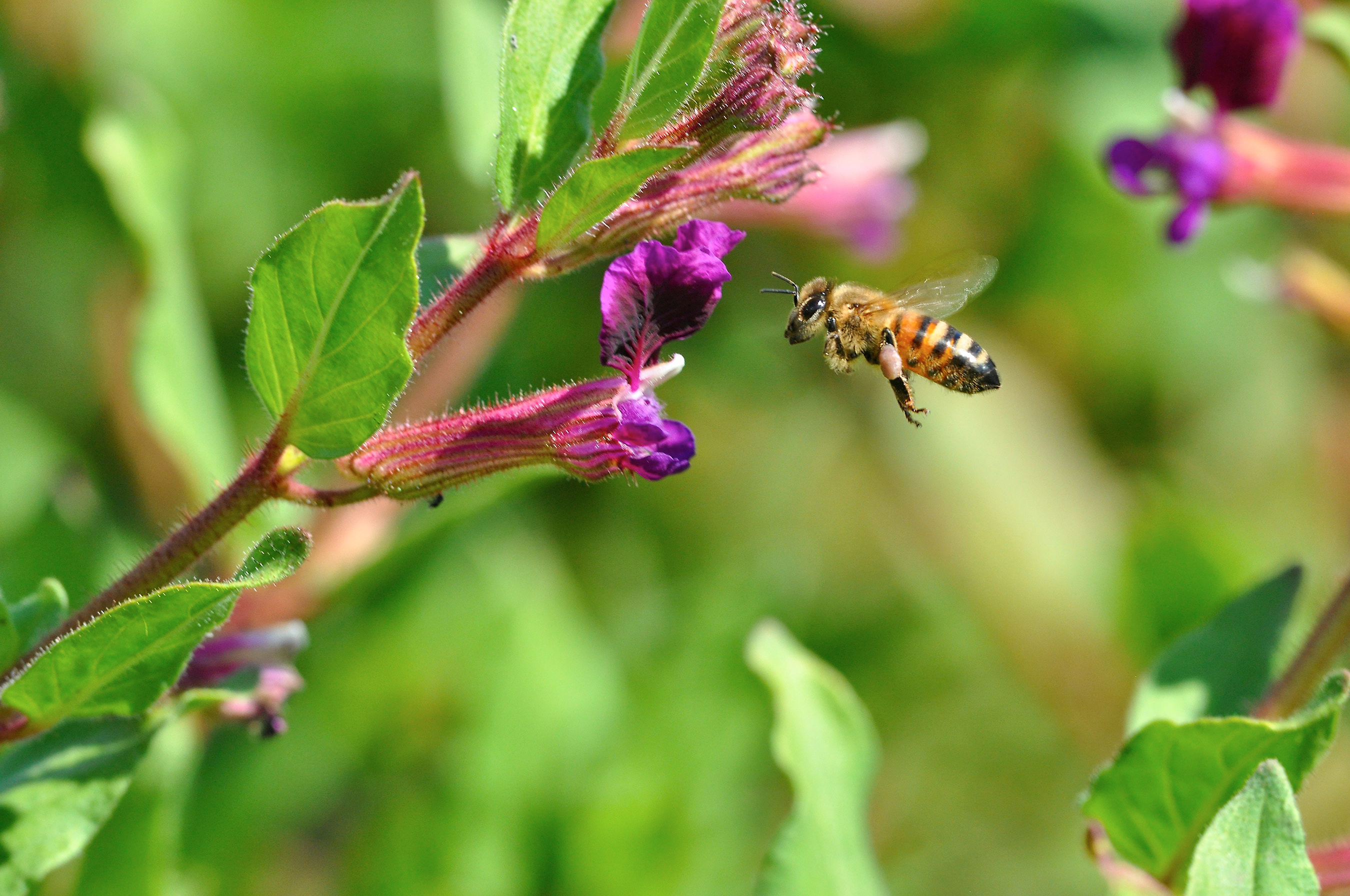 Beekeepers report honey bee losses down, but problem remains | Michigan Radio