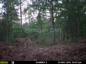 This trail camera photo of a cougar was taken on public land in western Mackinac County in early November.