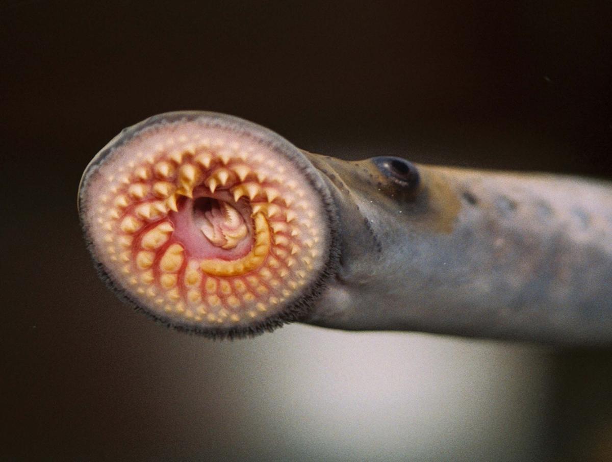 The parasitic mouth of a sea lamprey.
