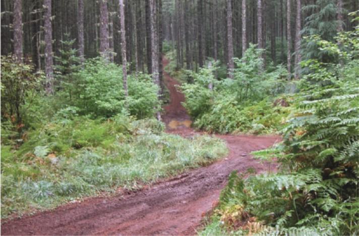 open roads for motorcycle in forest land washington