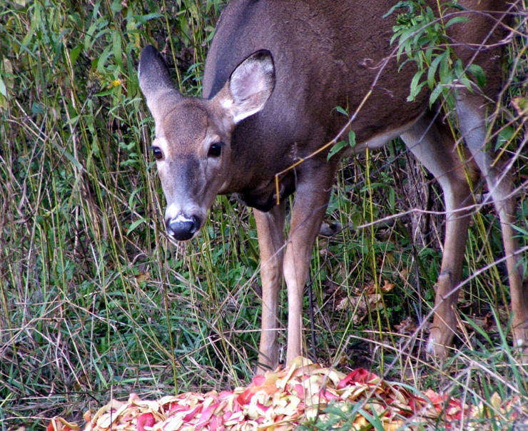 Deer baiting is once again legal in Michigan's Lower Peninsula