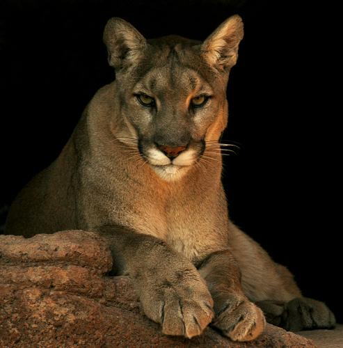 Dnr Confirms Three Recent Cougar Sightings In Upper Peninsula Michigan Radio 