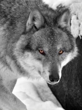 Bildergebnis für wolf gray and white