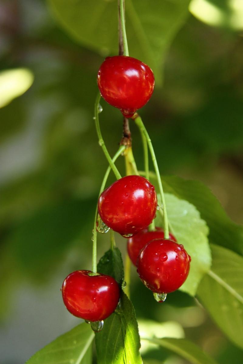 Why Were 30 Million Pounds Of Tart Cherries Left To Rot On The Ground Michigan Radio