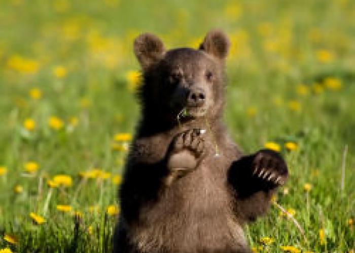 Michigan's zoos opposed to 'bear cub handling' bill Michigan Radio