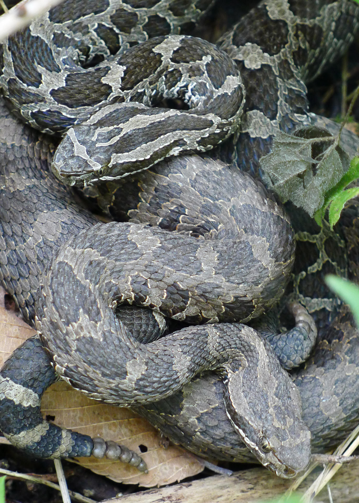 Only venomous rattlesnake in Michigan could be the next endangered