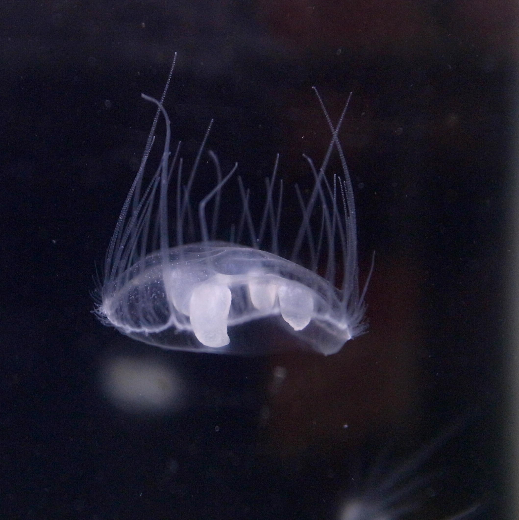 Freshwater Jellyfish Spotted In Lake Erie But They Ve Been Here A