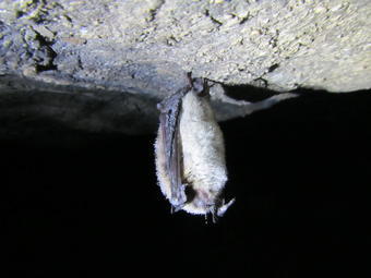 bats hibernate or migrate