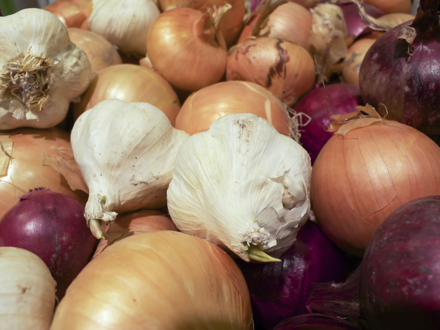 Will Eating Garlic and Onions Help Prevent Cancer? New