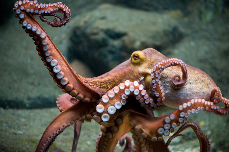 the soul of an octopus