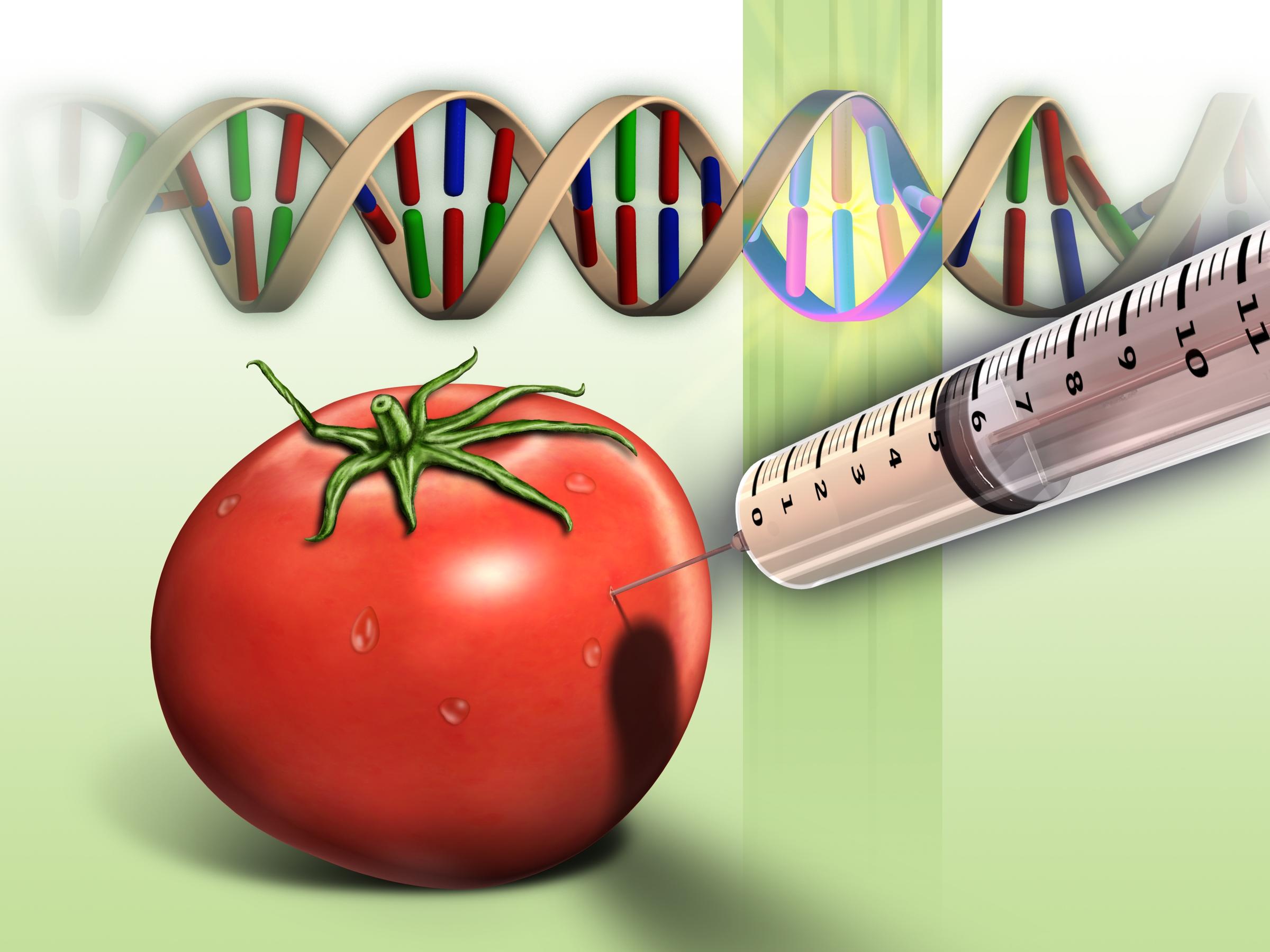 基因编辑后的作物是转基因生物吗？会对人体造成影响吗？_技术