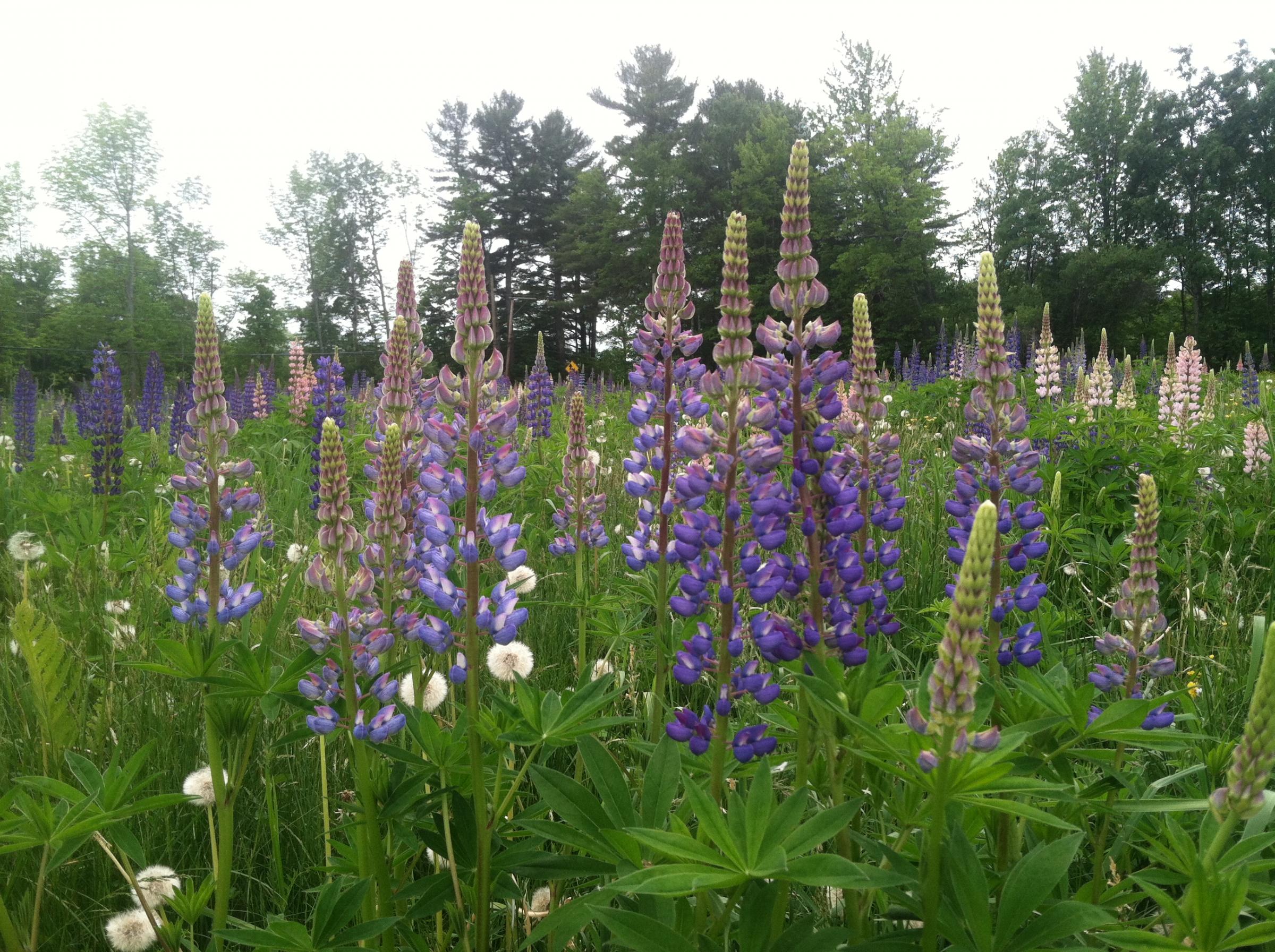 Festival Celebrating Beauty And Majesty Of The Lupine Turns 20 New