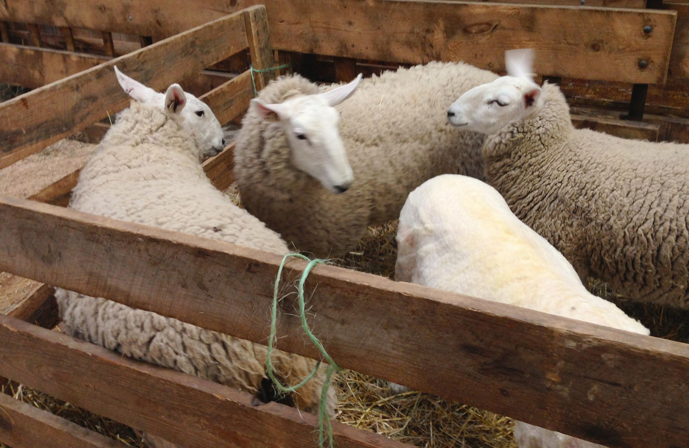 Thousands Flock To Sheep & Wool Festival New Hampshire Public Radio