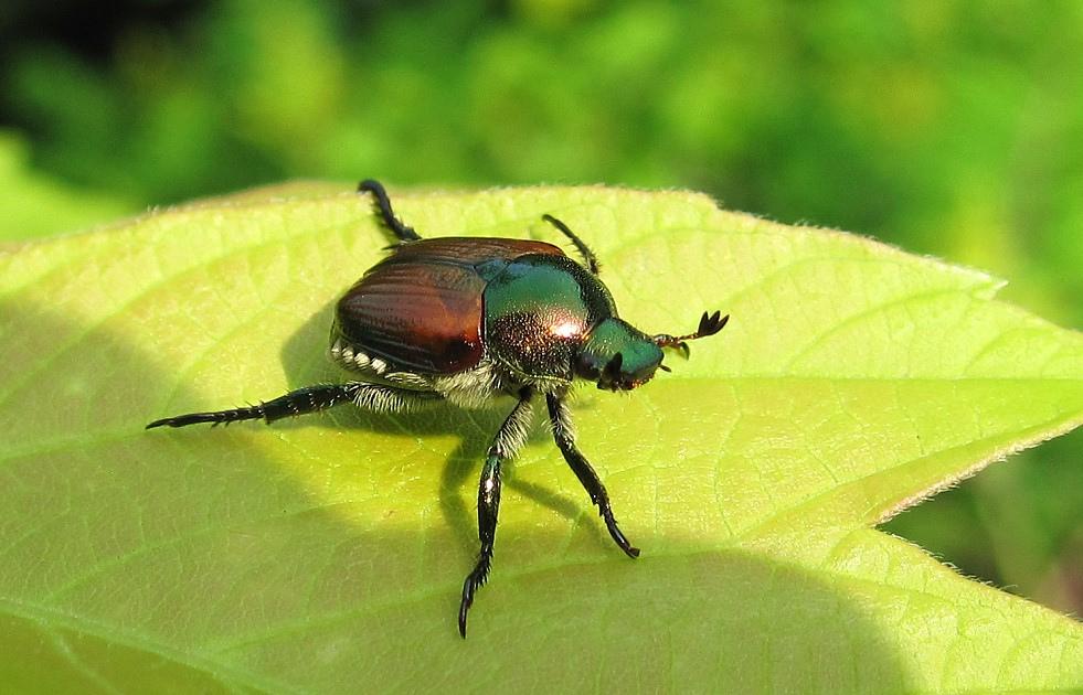 What Are Japanese Beetles Good For? New Hampshire Public