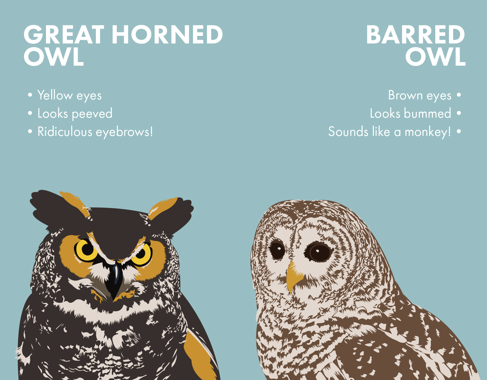 something-wild-how-owls-spend-the-winter-new-hampshire-public-radio