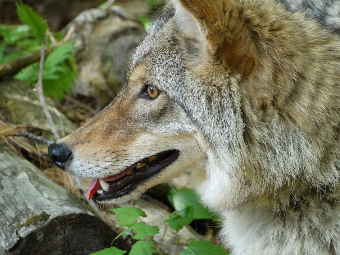 Something Wild: Why Coyotes Seem to be Everywhere | New ...