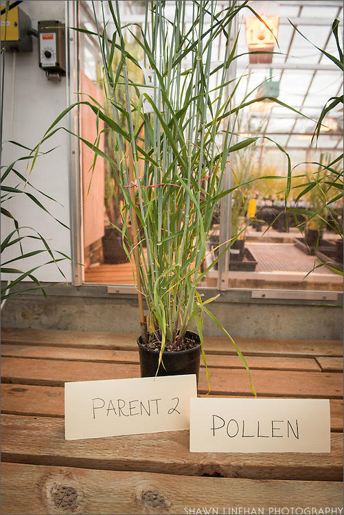 OSU's Barley Project is breeding barley varieties better adapted to grow in the maritime Northwest and for specific end products. CREDIT SHAWN LINEHAN / OREGON STATE UNIVERSITY