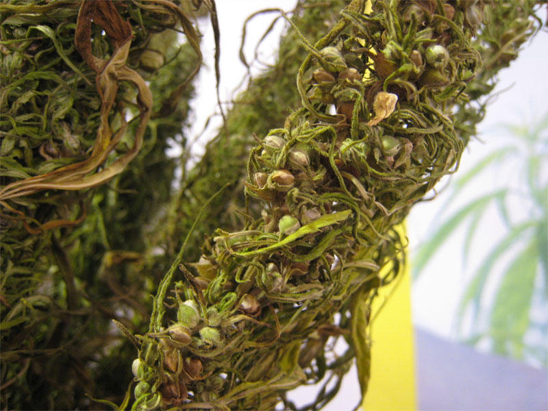 File photo of hemp seeds.