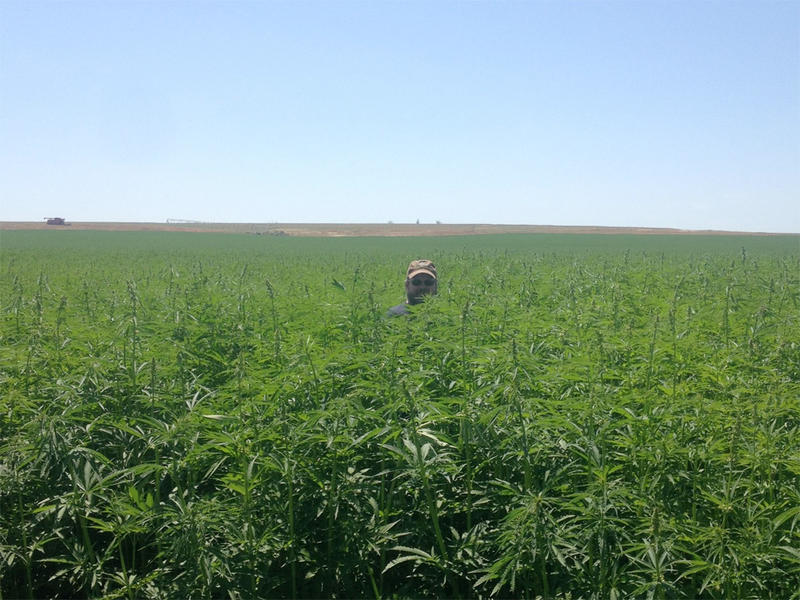 The first, legal modern-day industrial hemp crop in Washington state was harvested from a field near Moses Lake in early October.