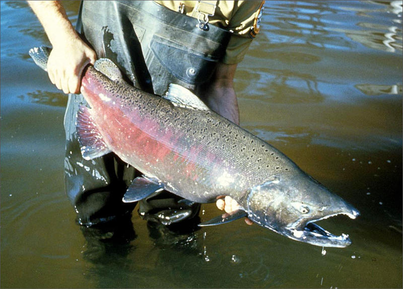 Forecasts Predict Low Salmon Returns In Washington This Year NW News