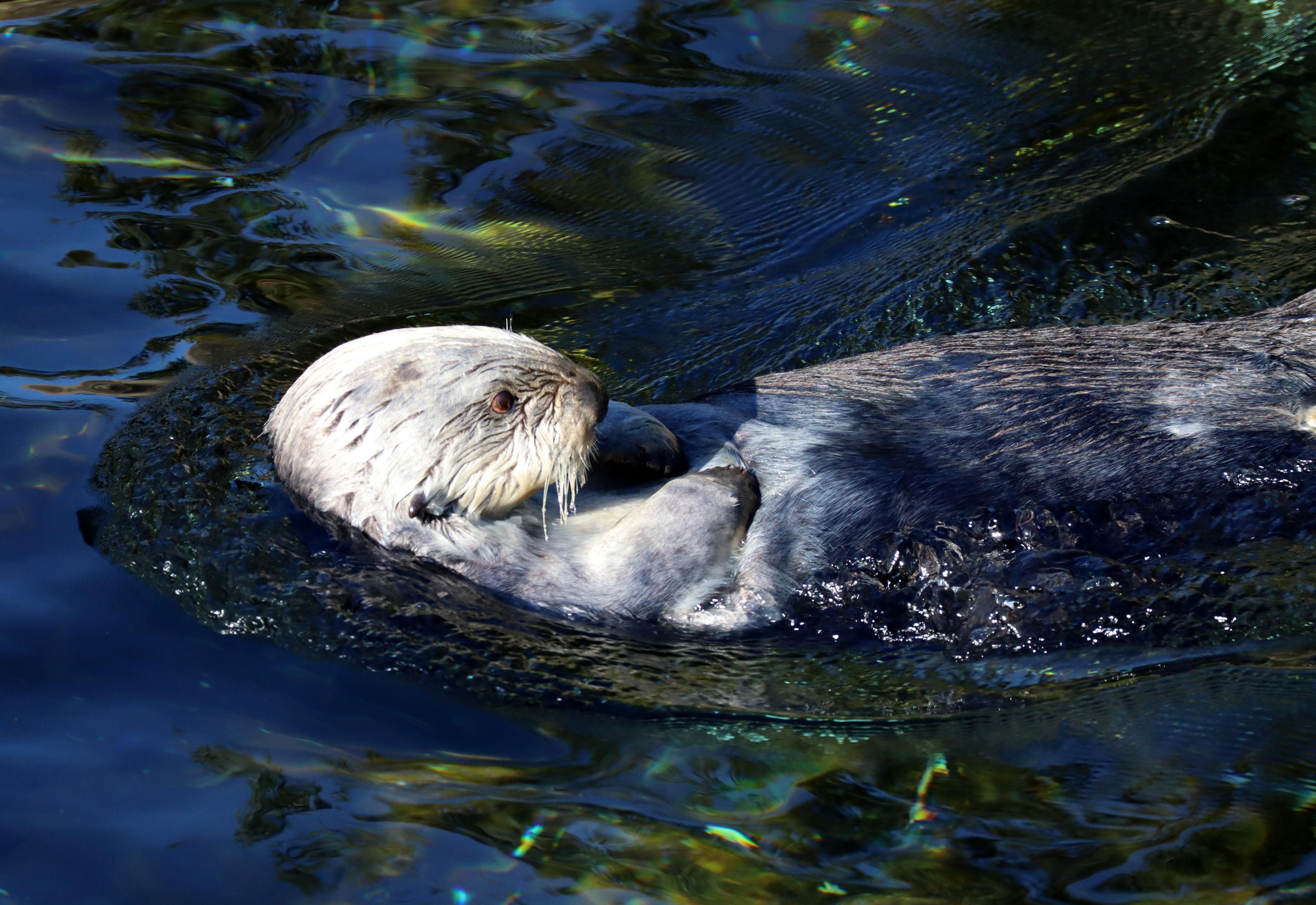 Otter fans float plan to bring sea otters back to Oregon coast | NW