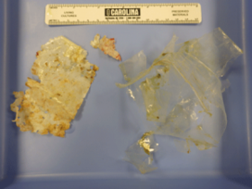 Several pieces of thin plastic were found in the sea turtle's GI tract. Leatherback sea turtles are jellyfish-eaters, and frequently mistake floating plastic bags for their food.