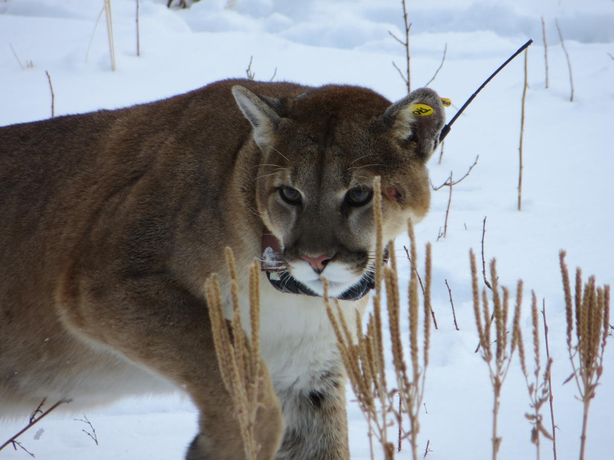 South Dakota Wildlife Officials Say Mountain Lions Appear Healthy