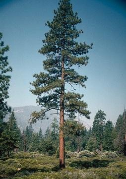 Ponderosa Pine Trees Being Threatened In Black Hills | SDPB Radio