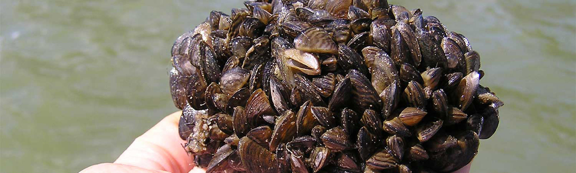 zebra mussels on fish