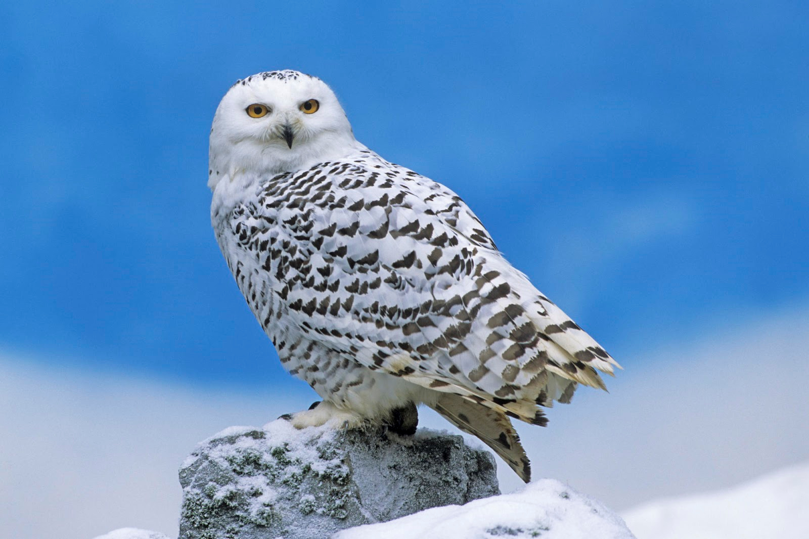 Snowy Owls Spotted In South Dakota Sdpb Radio