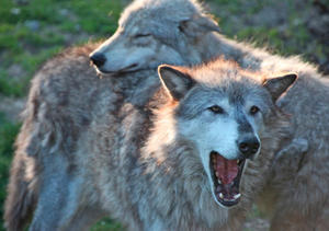 Oregon's Wolf Delisting Is Challenged In Court