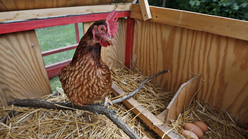 Backyard Chickens Linked To Record High In Salmonella Infections, CDC Says - Prairie Public Broadcasting