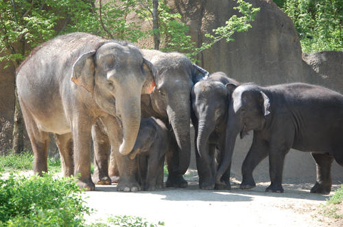 Narrower-than-proposed version of St. Louis Zoo tax bill passes in House | KBIA