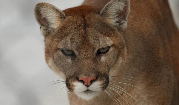 ODFW has expanded the statewide cougar hunting quota by nearly 25% for 2015.
