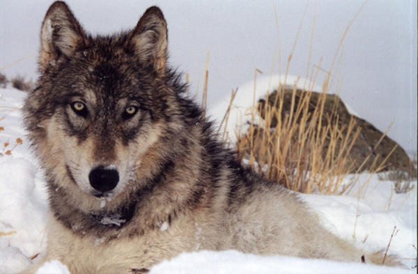 <p>Gray wolf (file photo).</p>