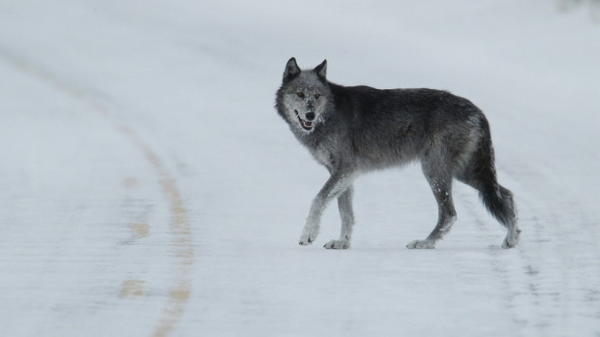 <p>File photo of a wolf in Yellowstone National Park in Wyoming.</p>