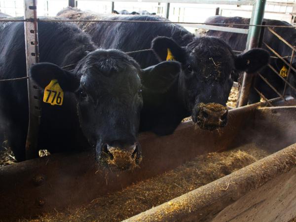 At the Iowa State University Beef Nutrition Farm, the cattle eat carefully formulated rations. Researchers there are trying to test new types of animal feed.