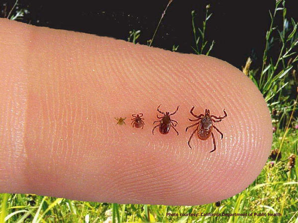 Six Things To Know About Ticks And Lyme Disease New Hampshire Public