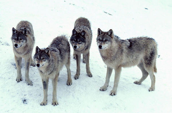 File photo of four members of a wolf pack.