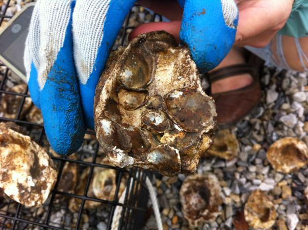 baby oyster spat