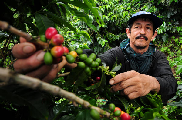 A coffee farmer picks fresh coffee cherries in Colombia. New climate research suggests Latin America faces major declines in coffee-growing regions, as well as bees, which help coffee to grow.