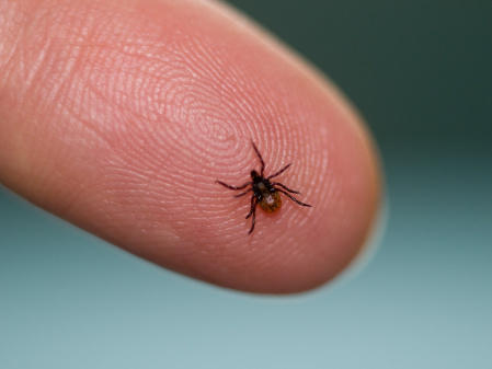 Lyme disease is spread by deer ticks like this one. A study finds that some people can be reinfected many times with the bacteria that cause the disease.