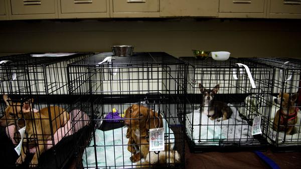 Pets sit in a shelter in Panama City, Fla., as Hurricane Michael approaches the area on Wednesday morning.