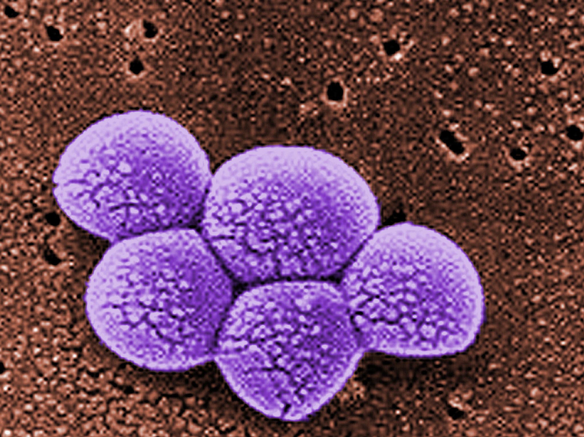 Staphylococcus Laboratory