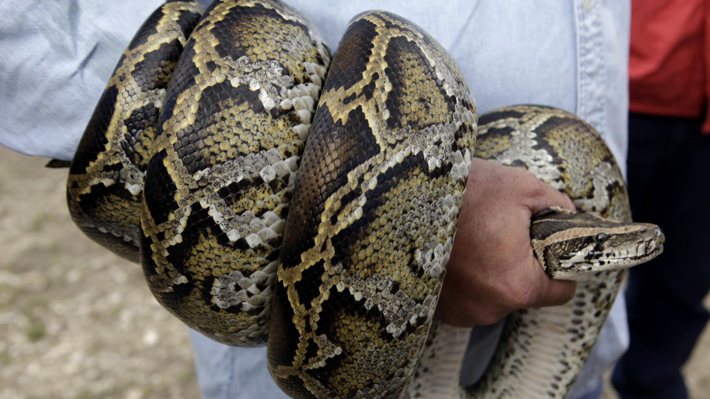 Will Florida Pythons Slither To Rest Of The U.S.? WBFO