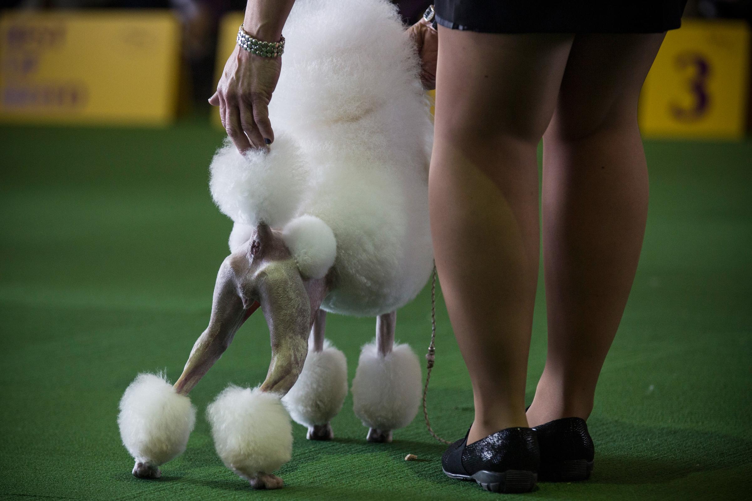 Wire Fox Terrier Wins Best In Show At Westminster | KUOW News and Information2400 x 1600