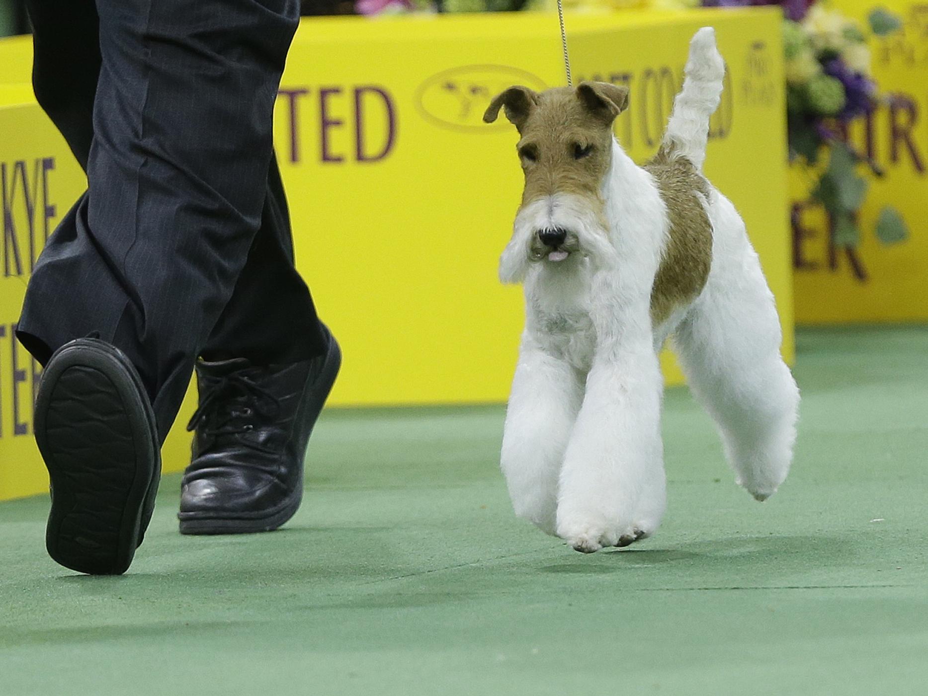 Wire Fox Terrier Wins Best In Show At Westminster | KUOW News and Information